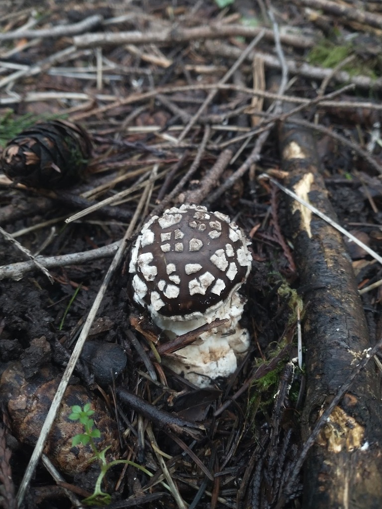 Amanita pantherinoides · February 2026 · photo: © murray39 (iNaturalist, cc-by)