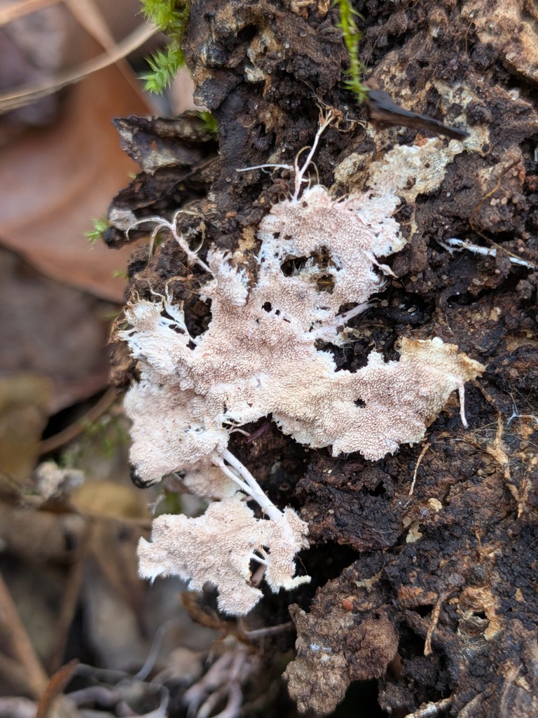 Etheirodon fimbriatum