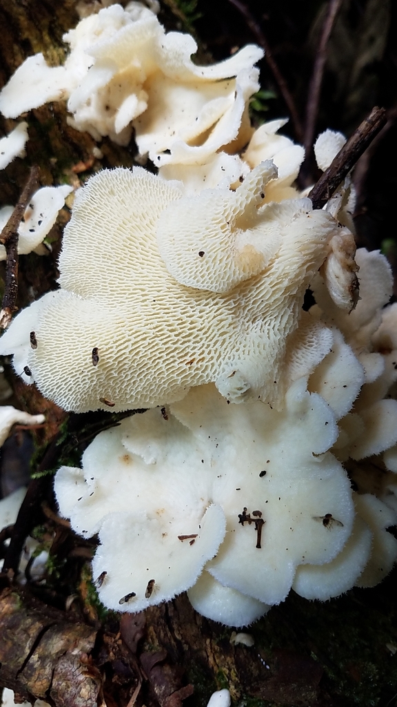 Favolus brasiliensis · February 2020 · photo: © alan_rockefeller (iNaturalist, cc-by-sa)