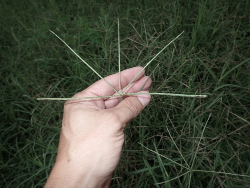 Cynodon nlemfuensis observed 2025-12-15