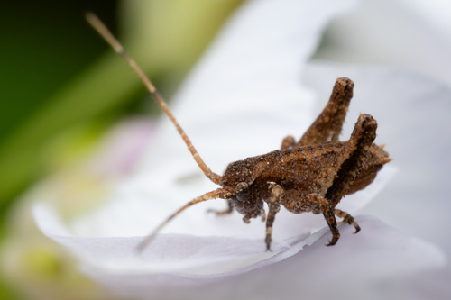 iNaturalist observation photo of Katydids, Crickets, and Allies