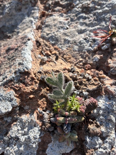 Babiana lanata