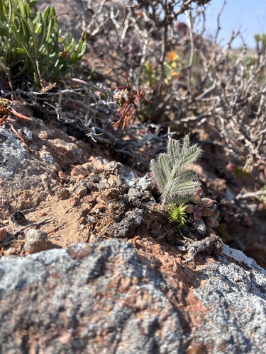 Babiana lanata