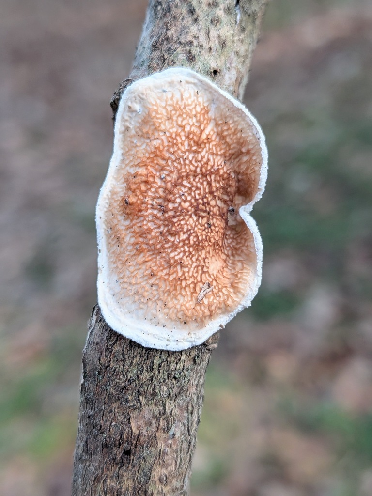 Byssomerulius corium · February 2026 · photo: © kzoebel (iNaturalist, cc0)