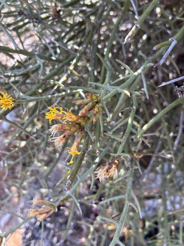 Spiny Spikedaisy (Hoplophyllum spinosum)