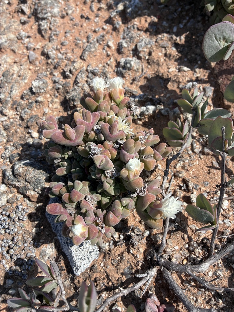 Drosanthemum vaginatum L. Bolus