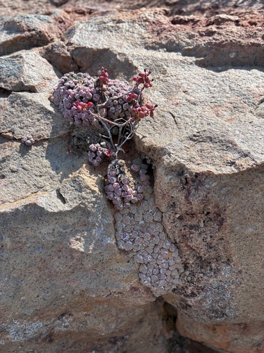 Conophytum saxetanum