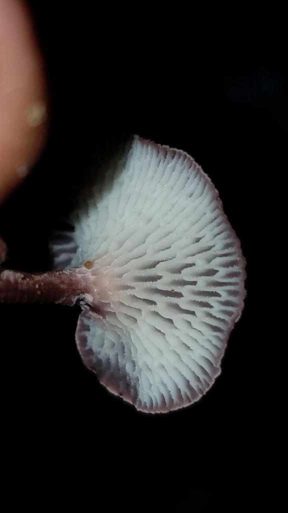Neofavolus subpurpurascens · February 2020 · photo: © alan_rockefeller (iNaturalist, cc-by-sa)
