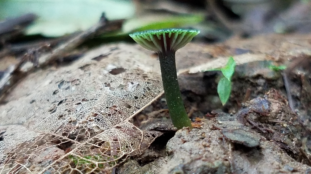 Hygrocybe viridiphylla · February 2020 · photo: © alan_rockefeller (iNaturalist, cc-by-sa)