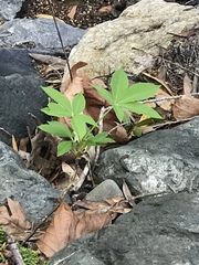 Aesculus californica