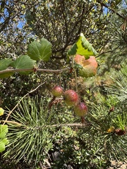 Ribes thacherianum, photograph (c) Cayman Lanzone, some rights reserved (CC BY)