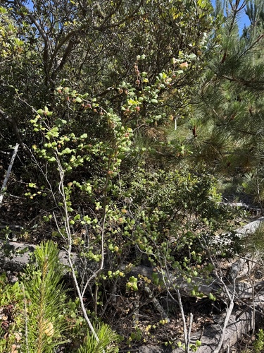 Ribes thacherianum, photograph 5