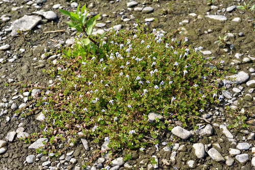 Lindernia rotundifolia