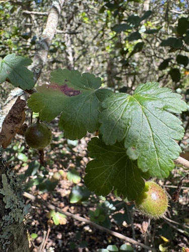 Santa Cruz Island gooseberry (Ribes thacherianum)