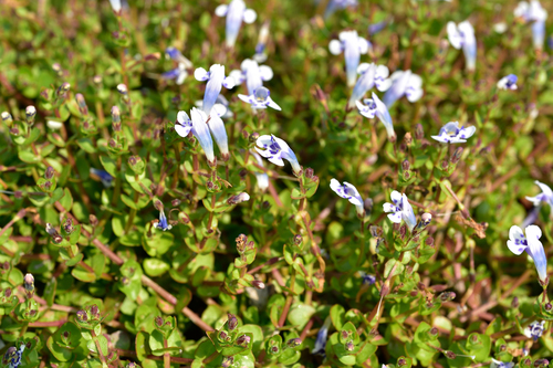 Lindernia rotundifolia