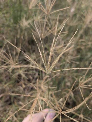 Chloris gayana observed 2026-02-10