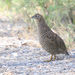 Brown Quail - Photo (c) Marj Kibby, some rights reserved (CC BY-NC)