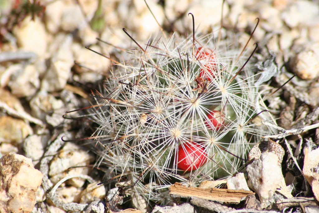 common fishhook cactus (Cactus of Metro Phoenix (April 2021