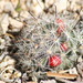 Graham's Fishhook Cactus - Photo (c) Chris Cook, some rights reserved (CC BY-NC), uploaded by Chris Cook