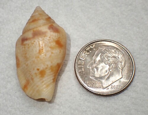 Maculastrombus maculatus observed 2026-02-08