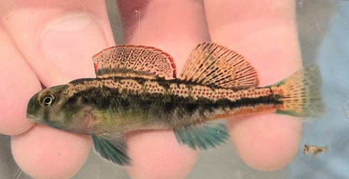 Duck Darter