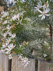 (c) c_knut_lord, some rights reserved (CC BY) Olearia glutinosa, photograph (c) c_knut_lord, some rights reserved (CC BY)