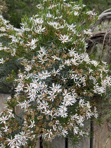 Olearia glutinosa, photograph 4