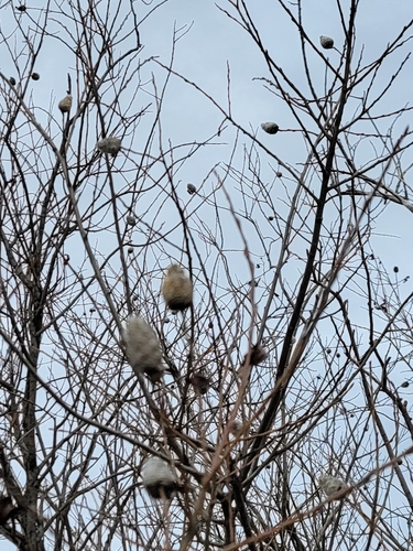 Unknown species found near Blaine, MN 55449, USA
