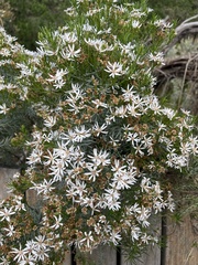 (c) c_knut_lord, some rights reserved (CC BY) Olearia glutinosa, photograph (c) c_knut_lord, some rights reserved (CC BY)