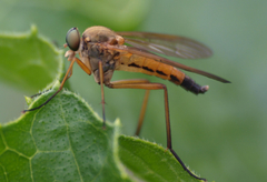 Tabanomorpha