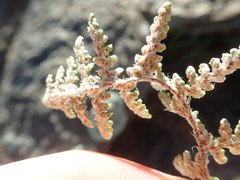 Myriopteris covillei