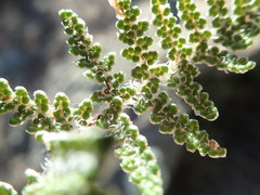 Myriopteris covillei