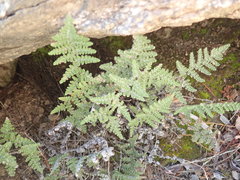 Myriopteris covillei