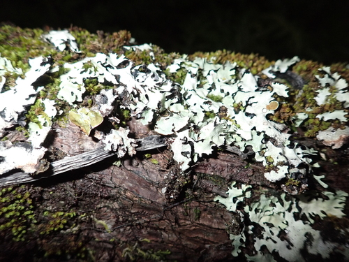 Parmotrema cetratum observed 2026-02-06