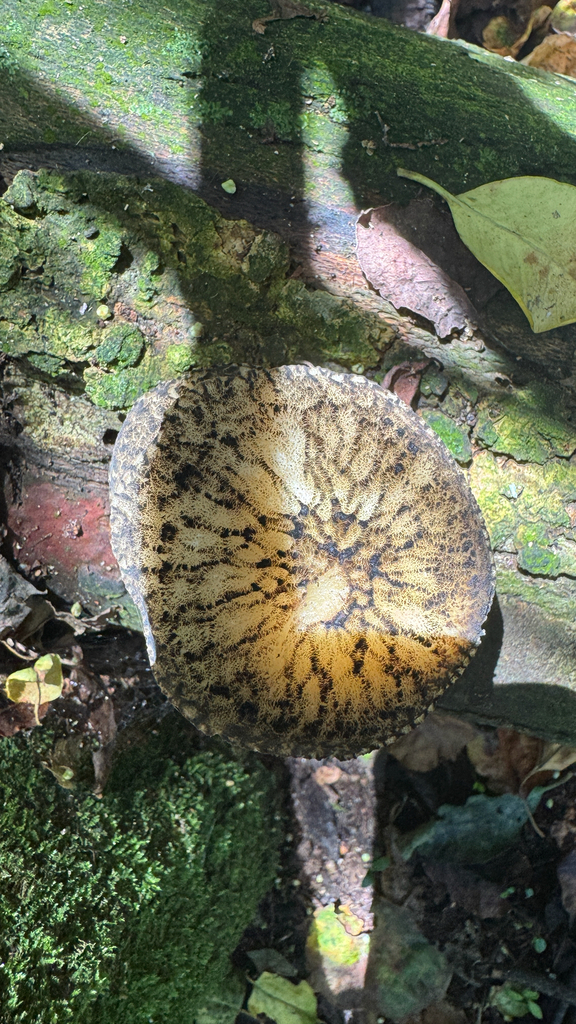 Pluteus readiarum · February 2026 · photo: © frankashwood (iNaturalist, cc-by)