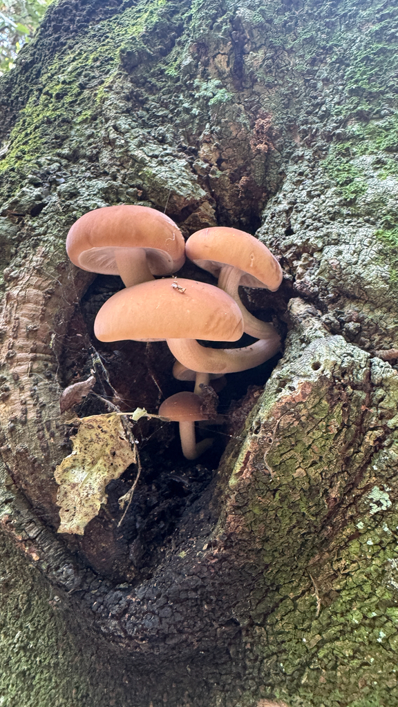 Cyclocybe parasitica · February 2026 · photo: © frankashwood (iNaturalist, cc-by)