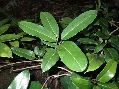 Stephanotis floribunda