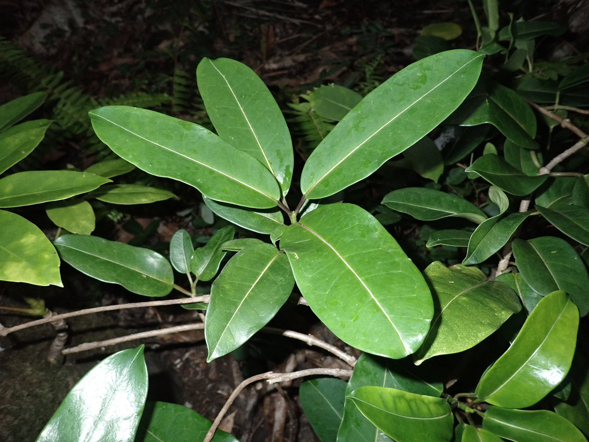 zimmerpflanze zamia Zamioculcas Zamiifolia – Einfache und elegante Zimmerpflanze main image 0