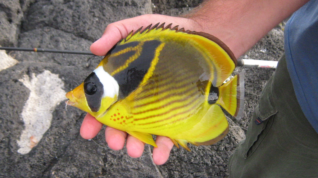 Raccoon butterflyfish