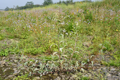 Persicaria lapathifolia lanata