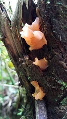 Guepiniopsis