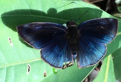 Anastrus neaeris