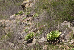 Dudleya brittonii