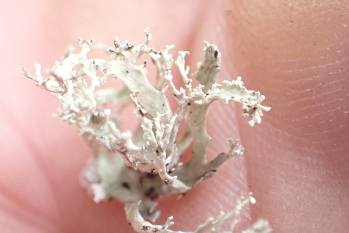 Ramalina observed 2026-02-06
