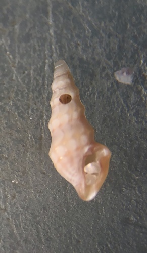 Nannodiella oxia image