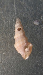 Image of Nannodiella oxia