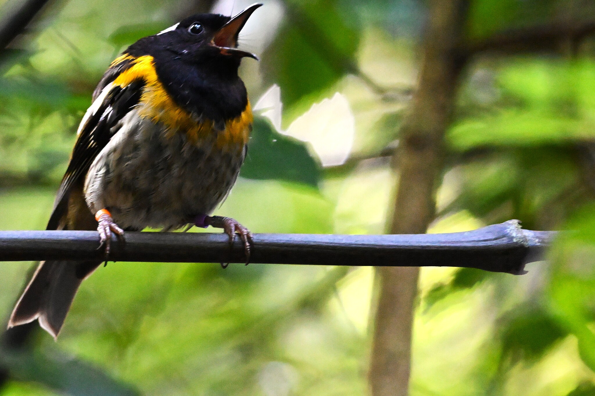 Stitchbird (Notiomystis cincta), photo 4