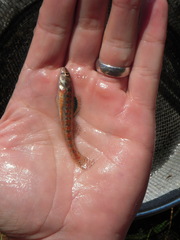 Etheostoma exile