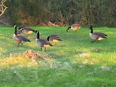 Branta canadensis
