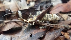 Beauveria locustiphila